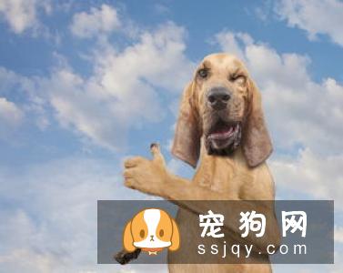 10只狗里只有3只狗可以按照这样的方法去排便