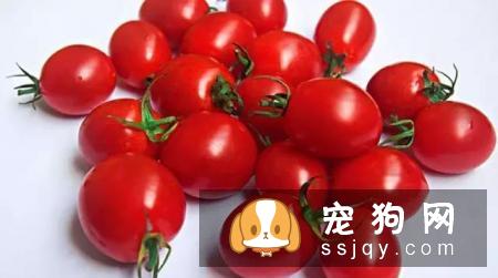狗狗哪些水果能吃和不能吃？狗狗应该怎么吃水果？