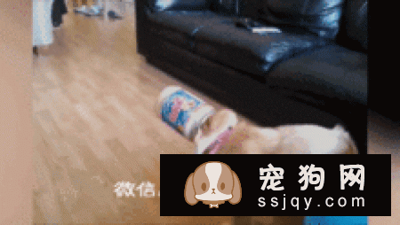 柴犬不能吃什么水果 柴犬不能吃这些水果的原因