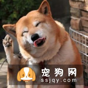 柴犬一年能生几次 柴犬一窝生几个