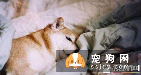 秋田犬和柴犬哪个好 柴犬更适合家庭饲养的原因