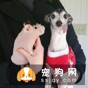 WOWO氨糖呵护狗狗关节健康，释放天生该有的灵动活力