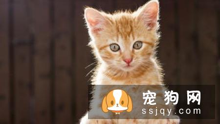 秋季宠物毛发知多少?换毛周期成长期:毛根犬毛结处理注意点
