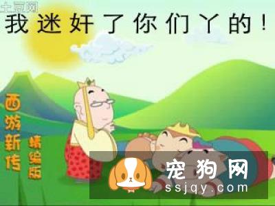 柴犬丢了还会回来吗 柴犬丢了有哪些办法寻找