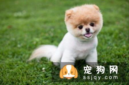 狗狗应该怎么洗澡？狗狗洗澡六个学问