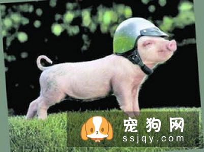 宠物繁殖除了有钱，还要有经验和知识！