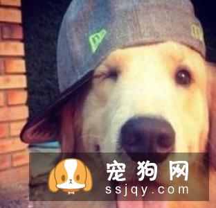 带狗狗第一次出门需要注意些什么？