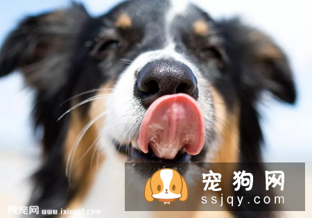 从狗狗的鼻子可以看出它们身体健康的信息