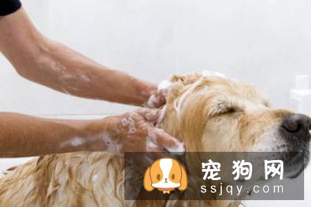 狗狗的碗需要每天清洗吗？