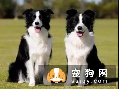 什么家庭适合养什么狗狗
