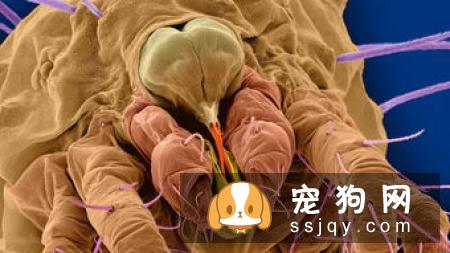 关于宠物寄生虫，你想知道的全在这！