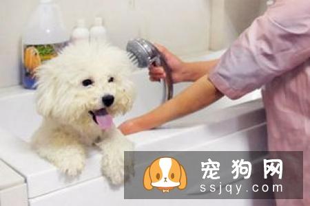 狗狗体外寄生虫判断方法
