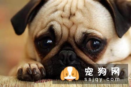 什么家庭适合养什么狗狗