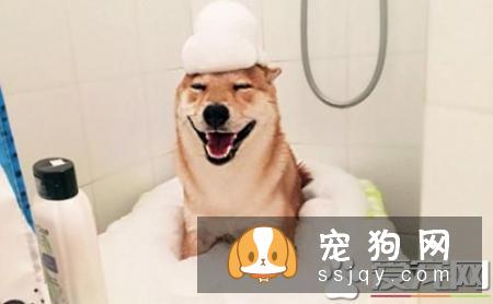 柴犬一直抓痒 柴犬抓痒这样做最好