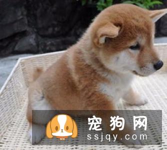 当柴犬断奶七天之后就要去注射疫苗了,如何选择看个人的想法?