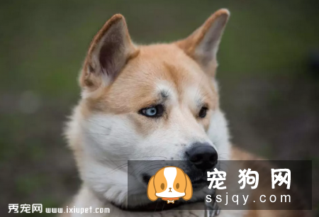 从狗狗的鼻子可以看出它们身体健康的信息