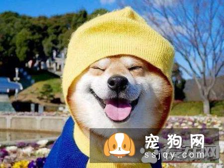 高层怎么养日本柴犬饲养柴犬每天至少要花1个小时