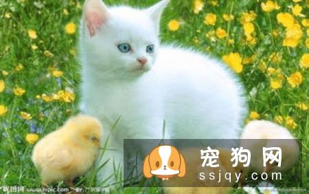 引起狗狗呕吐的原因有这些