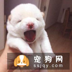 柴犬一年能生几次 柴犬一窝生几个