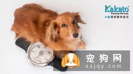 搞不清狗狗的生理阶段？看这篇文章就够了！