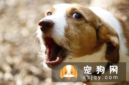 狗狗为什么乱叫，应该如何制止这种行为