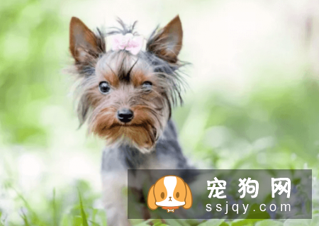 宠物狗一般是多少价格？宠物狗价格排名！