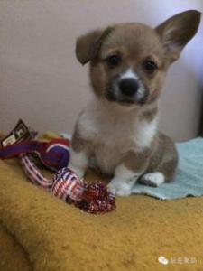 幼犬什么时候换牙，幼犬换牙需要注意些什么