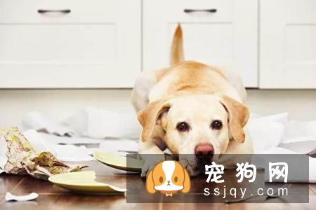 如何教育狗狗,让它改变这一行为值得主人思考