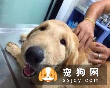 带狗狗第一次出门需要注意些什么？