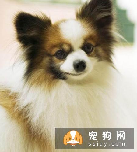 常见的宠物狗品种你都认识吗？宠物大全了解一下!