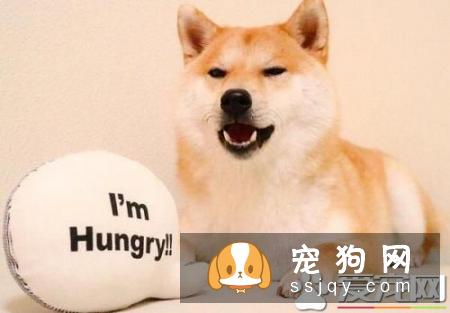 柴犬幼犬乱咬东西可能是由两个原因引起的