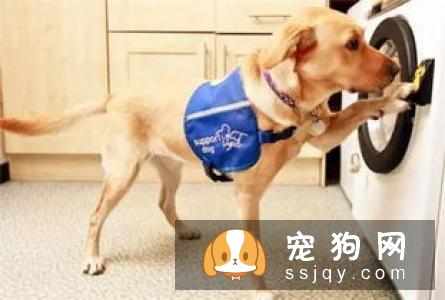 狗狗的碗需要每天清洗吗？
