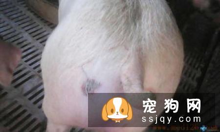 夏季宠物易患皮肤病，这些原因和预防要知道！