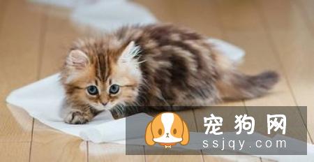 柴犬大便很臭 引起柴犬大便很臭的原因居然这么多