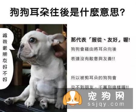 最强养狗基本知识，养狗必备干货