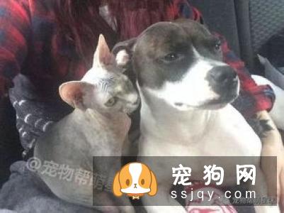 好的训练，让狗狗不会排斥，并有更多的生活自由！