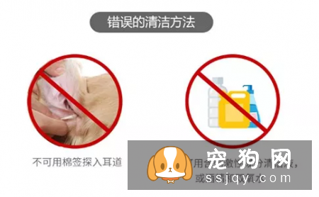 为什么会出现耳道异常_宠物频道