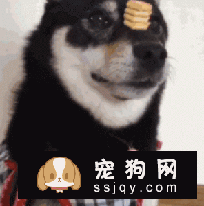 柴犬爱咬东西往往无处发泄导致,主人平时要多带狗狗出去散散步