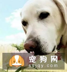 狗狗恒齿长齐,洁白光亮换牙注意事项