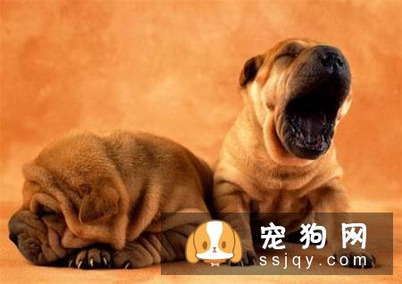 常见的宠物狗品种你都认识吗？宠物大全了解一下!