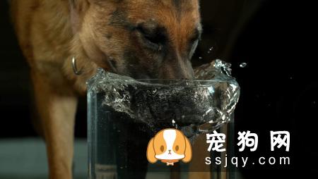 狗狗应该怎么正确的喝水