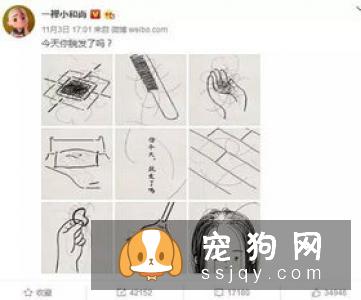 为什么养柴犬的人很少 扎心了原来是这样