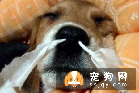 狗狗吸入这些有害物质,很容易引起呼吸道疾病