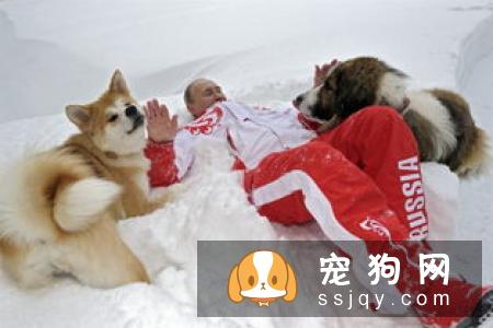 狗狗日常养护步骤，让爱犬变得更美