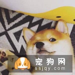 从本质上讲,一个简短的、响亮的名字可以使得柴犬记得更快