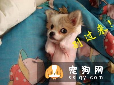 如何让狗狗拥有亮丽毛发的小秘诀