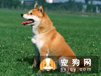 柴犬和秋田犬都产自日本