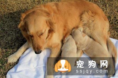 母犬产后应该怎么保健