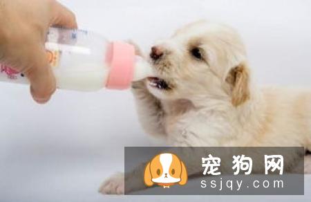 狗狗恒齿长齐,洁白光亮换牙注意事项