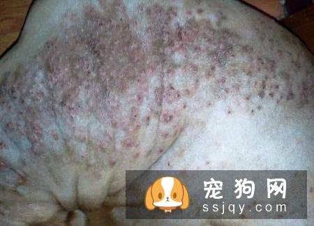 怎么判断狗狗有皮肤病？狗狗常见的皮肤病诊断